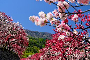花桃の里　長野県阿智村