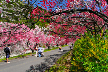 花桃の里　長野県阿智村