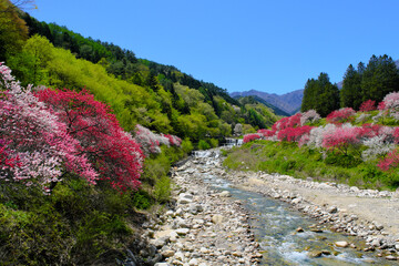 花桃の里　長野県阿智村
