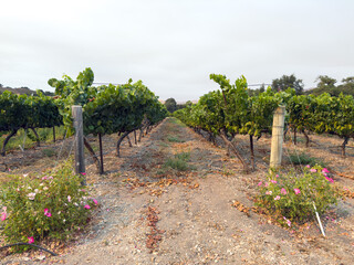 Grape harvest. Vineyards with grapevine in the evening sun. Large bunches of grapes hang from an old vine. High quality photo