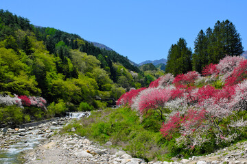 花桃の里　長野県阿智村
