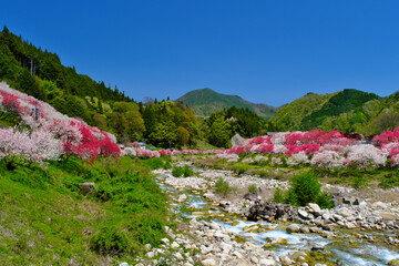 花桃の里　長野県阿智村