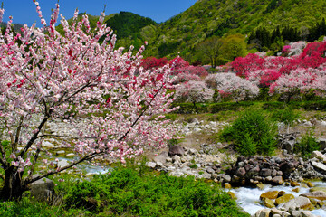 花桃の里　長野県阿智村