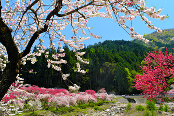 花桃の里　長野県阿智村