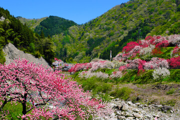 花桃の里　長野県阿智村