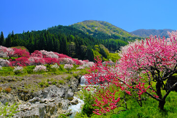 花桃の里　長野県阿智村