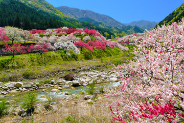 花桃の里　長野県阿智村