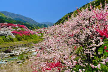 花桃の里　長野県阿智村
