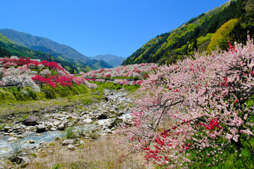 花桃の里　長野県阿智村
