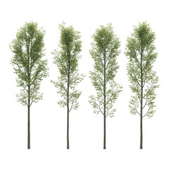 Row of Young Trees with Leaves in a Forest Setting on Transparent Background