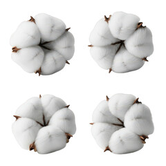 Set Of Cotton Plant Bolls Against Transparent Background White Soft Fluffy Flowers Natural Fiber Raw Material