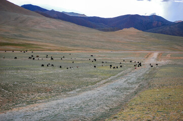 Vast open grassland with many grazing animals under distant mountains
