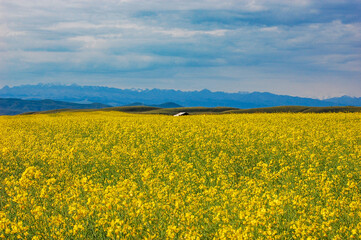 Obraz premium Vast field of yellow rapeseed flowers under cloudy sky