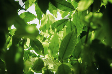 Soft sunlight filters gently through layers of green leaves, creating a peaceful pattern of light and shadow. The scene captures the essence of nature&rsquo;s calm