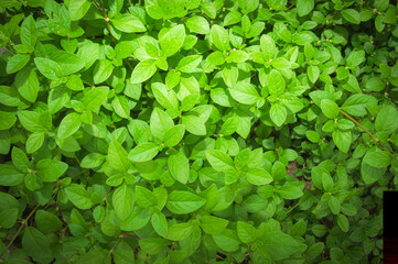 A lush carpet of green leaves covers the ground, glowing softly under natural daylight. Each leaf reveals a delicate texture and gentle veins that speak of life and renewal.