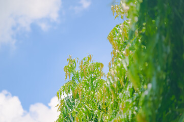 Under the clear blue sky, the tender green leaves reach upward, gently glowing in the sunlight. The scene is filled with calm and freshness