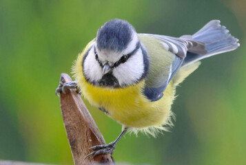 blue tit on a branch
