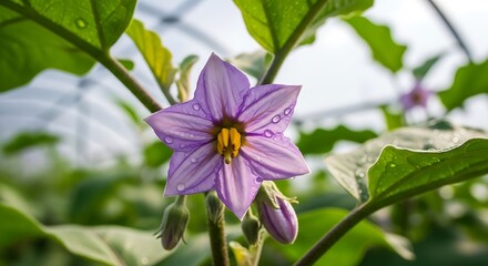 Eggplant Blossom Close-Up - A Vibrant Purple Flower in Full Bloom.