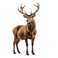 Fototapeta premium Majestic stag with full antlers isolated against a dark background