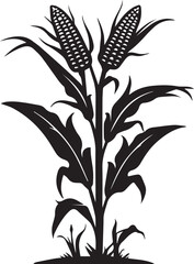 Black corn plant graphic with kernels and leaves on white background