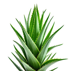 Fototapeta premium Close up, green plant with sharp edges, radiating from a central core