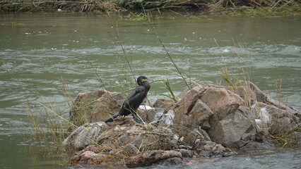 Cormorant