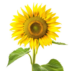 Fototapeta premium A single bright yellow sunflower isolated on transparent background