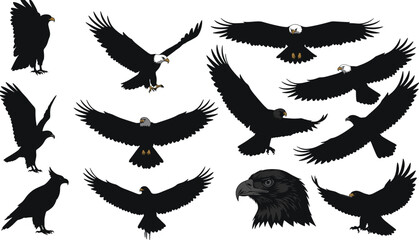 Bald eagle silhouettes, flying eagle vector, eagle wings spread, bird of prey illustration, majestic raptor artwork, wildlife graphic design, freedom symbol, detailed eagle head drawing