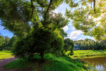Obraz premium Tree is in the foreground of a lush green field