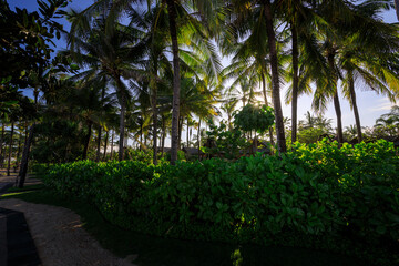 Obraz premium Lush green forest with palm trees and a path