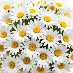 Bunch of beautiful daisy flowers with white petals and yellow centers