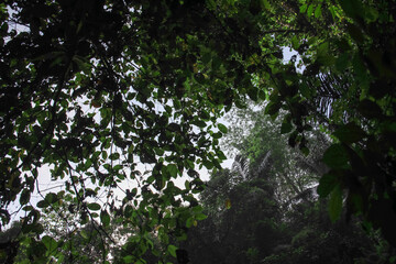 Fototapeta premium Lush green forest with a clear blue sky