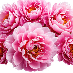 Pink peonies. A cluster of vibrant blooms with detailed petals abound