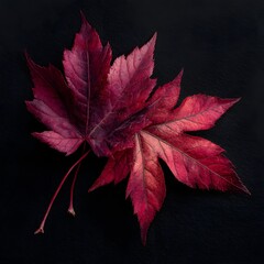Crimson Maple Leaves on Black