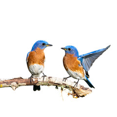 Two male bluebirds on perch