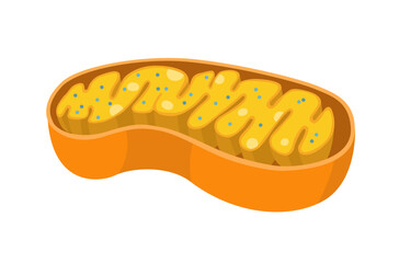 cross-section of mitochondria illustration