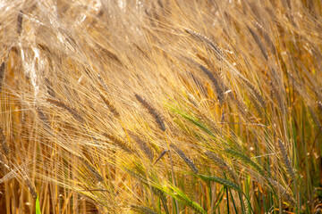 Fototapeta premium Golden wheat swaying in the wind in the summer light