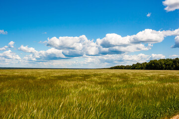 Vast green field of ripening grain under a bright blue sky with fluffy white clouds. A distant line of lush green trees borders the horizon, showcasing serene rural landscape on a sunny day