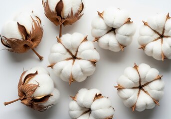 Soft natural cotton bolls scattered on a white background