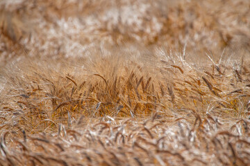 Fototapeta premium Golden wheat ears lying in the wind