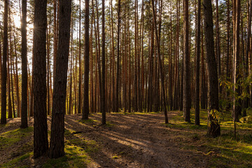 Green moss and grass on a ground in tall pine forest with hiking trail. An outdoor nature trail surrounded by natural beauty. The sun shines through pine trunks. Natural scenic for wallpaper design. © Eugene_Photo