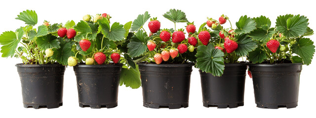 4 pots of strawberry plants, with strawberries growing on them