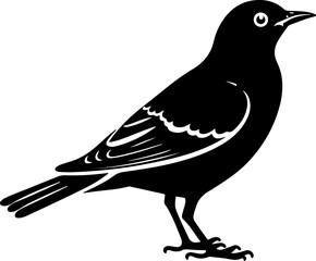 Fototapeta premium Black bird silhouette standing on a white background