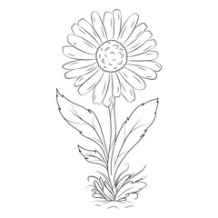 Black lines a daisy flower with branches and leaves. Hand drawn line leaves branches and blooming. Botanical floral line art.

