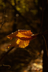 Fallen leaves on a branch