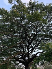 Soothing view of banyan tree branches and hanging roots reaching up toward the sky, creating a calm and shaded tropical atmosphere.