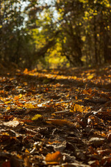 Fallen leaves on a forest road