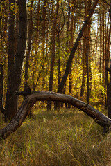 Pine branch on grass in the forest