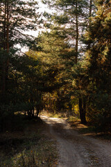 Sandy road in the autumn forest