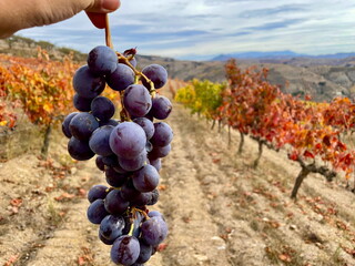 Autumn Vineyard of Spain Collection. Hand holding a ripe cluster of red grapes in the left side of...